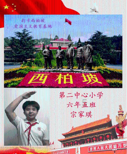 适合饲养的鲨鱼品种有哪些?